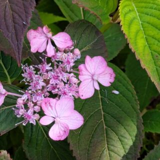 Hydrangea serrata 'Woodlander'