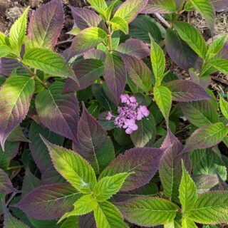 purpurhortensia - Hydrangea serrata 'Woodlander'