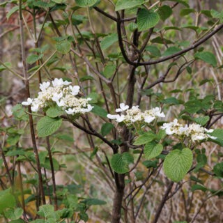 japanskt gaffelolvon - Viburnum furcatum