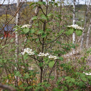 U-V-W-X-Y-Z - Viburnum furcatum - japanskt gaffelolvon