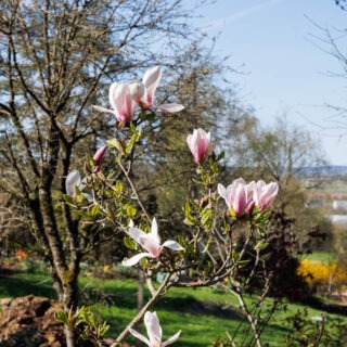 Magnolia 'Simple Pleasures'