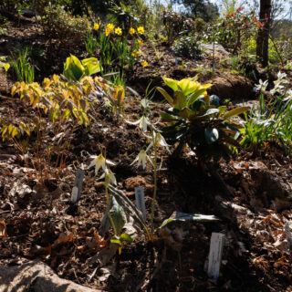 20250425_0199-erythronium-revolutum-album