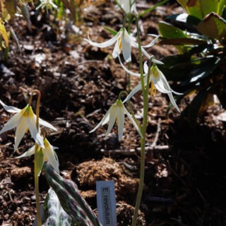 20250425_0201-erythronium-revolutum-album