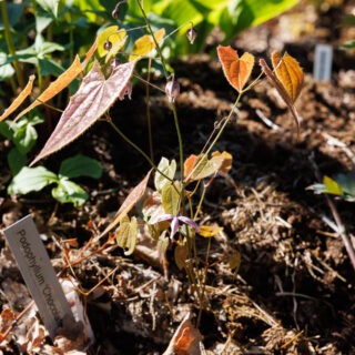 sockblommor - Epimedium zhushanense CC02885 White form