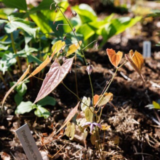 Epimedium zhushanense CC02885 White form