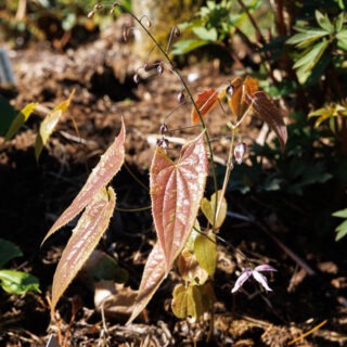 Epimedium zhushanense CC02885 White form