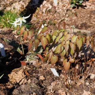 Epimedium grandiflorum f. koreanum 'La Rocaille'