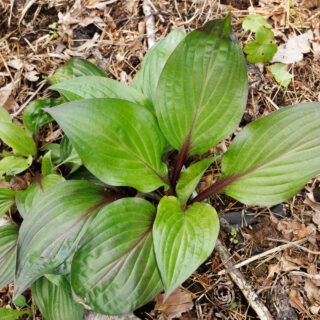 Medium hosta - Hosta 'First Blush'