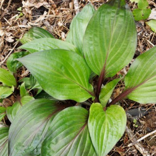 Hosta 'First Blush'