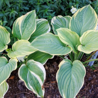Hostor F - Hosta 'Fragrant Dream'