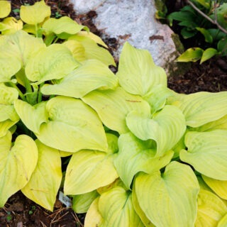 Hostor T-U, Hosta Tortilla Chip