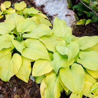 Hostor T-U, Hosta 'Tortilla Chip'