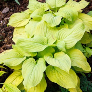 Hosta 'Tortilla Chip'