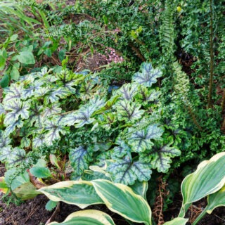 Heucherella 'Tapestry'