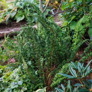 Dryopteris affinis 'Cristata Angustata'