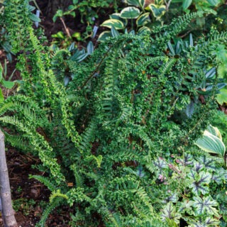 Dryopteris affinis 'Cristata Angustata'