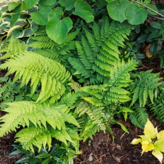 Dryopteris coreanomontano