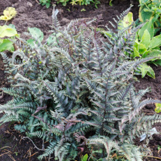 ormbunke - Athyrium niponicum 'Crested Surf'