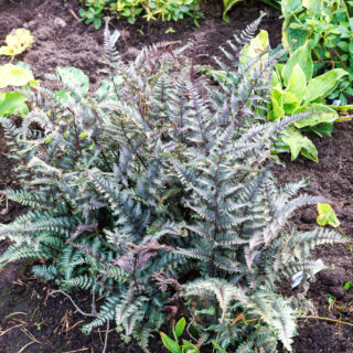 Athyrium niponicum 'Crested Surf'