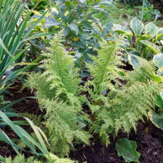 Athyrium filix-femina 'Plumosum'