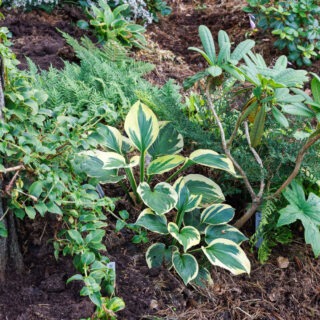 Hosta 'Twilight'