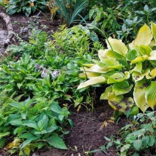 Hosta 'Winter Snow'