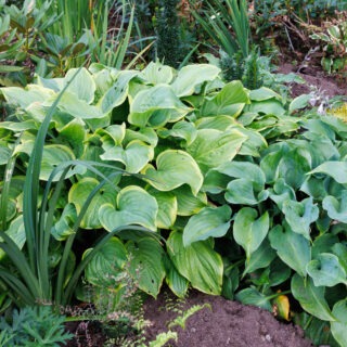 Hostor O-P - Hosta 'Paradise Sunshine'