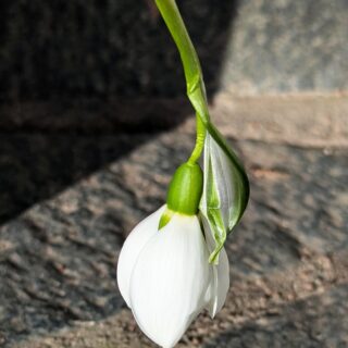 snödroppe - Galanthus 'Wifi Undercover'