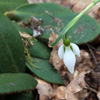 snödroppe - Galanthus nivalis 'Dragonfly'
