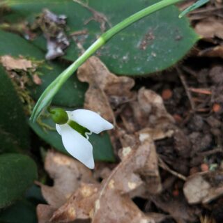 Galanthus nivalis 'Dragonfly'