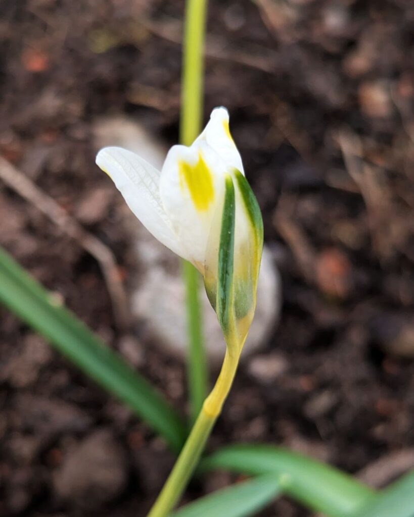 snödroppe - Galanthus 'Bitter Lemons'