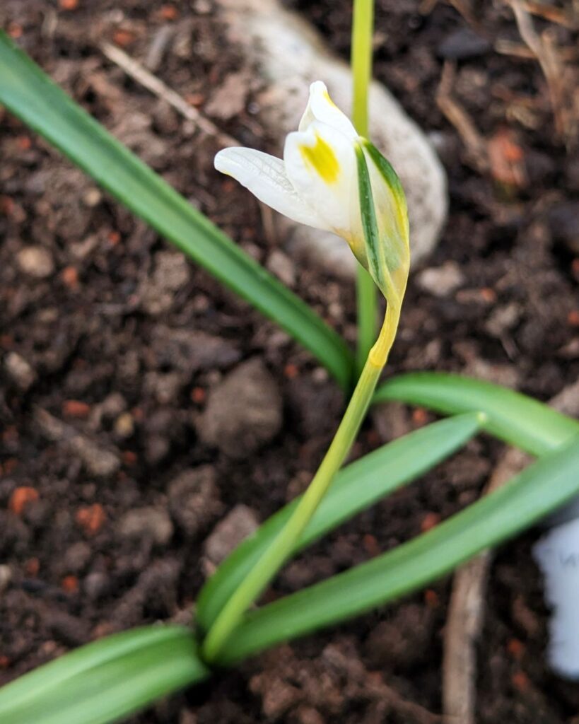 Galanthus 'Bitter Lemons'