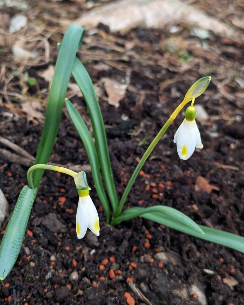 snödroppe - Galanthus 'Bitter Lemons'