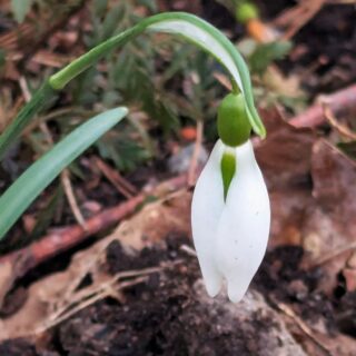snödroppe - Galanthus nivalis 'Dragonfly'