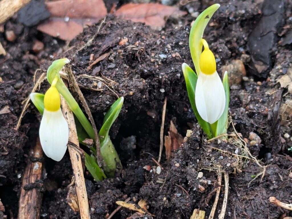 Galanthus - snödroppe, Galanthus 'Wendy's Gold'