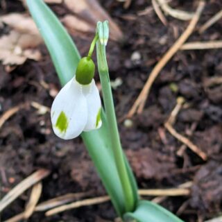 Galanthus plicatus 'Aunt Agnes'