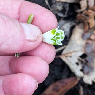 snödroppe - Galanthus 'Wifi Ukkepuk'