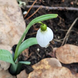 Galanthus plicatus 'Washfield Warham'