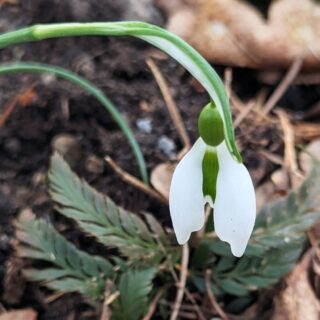 Galanthus nivalis 'Dragonfly'