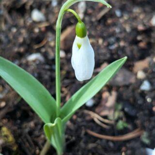 Galanthus elwesii 'Louise Ann Bromley'