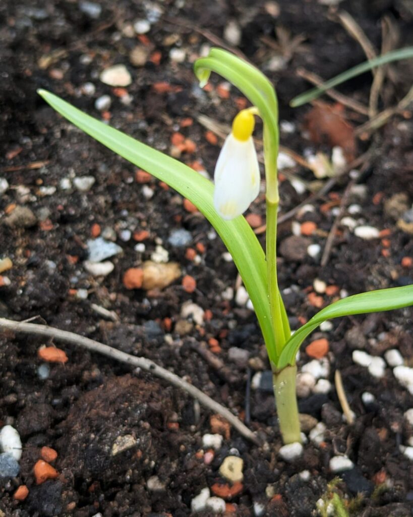 Galanthus nivalis 'Ecusson d'Or'