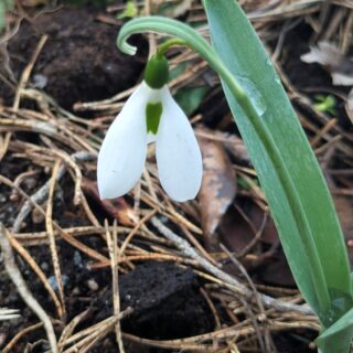 Galanthus 'Glenchantress'