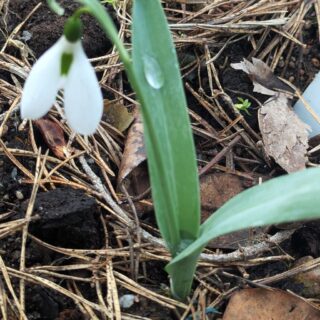 Galanthus 'Glenchantress'