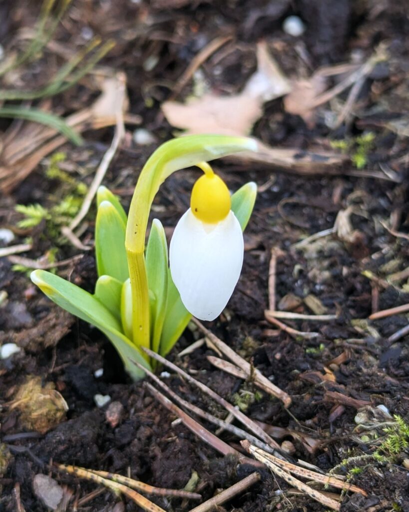 Galanthus 'Treasure Island'