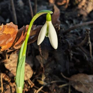 Galanthus 'David Shackleton'