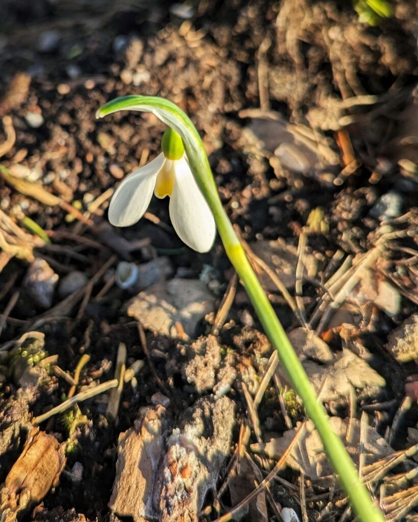 Galanthus 'Mother Goose'