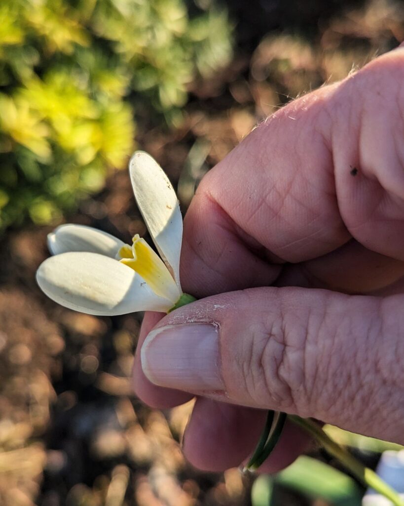 Galanthus 'Mother Goose'