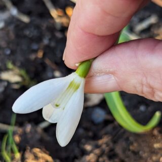 Galanthus 'Homersfield'