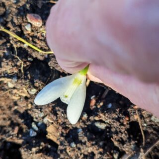 Galanthus 'Homersfield'