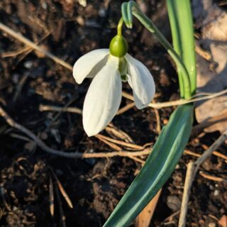 Galanthus plicatus 'Moortown Mighty'